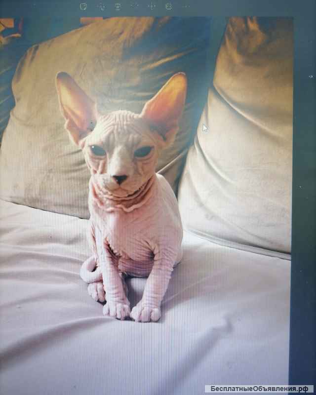 Котята канадского сфинкса