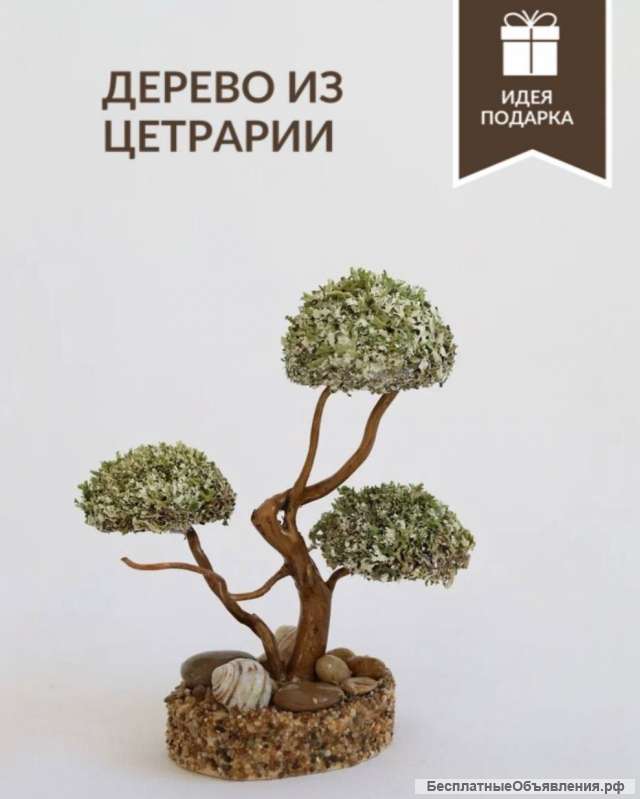 Дерево из цетрарии