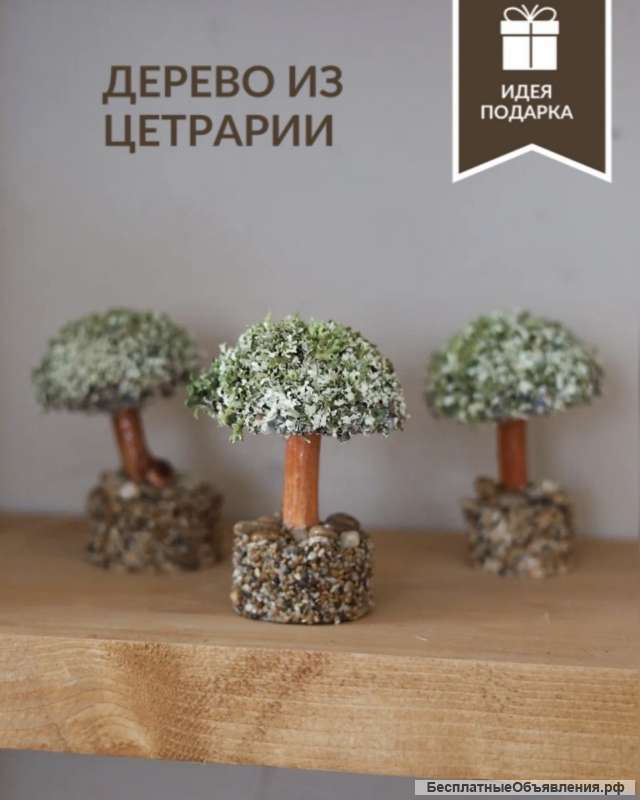 Дерево из цетрарии