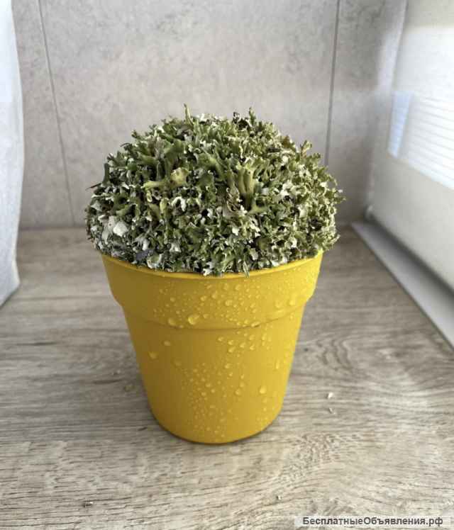 Дерево из цетрарии