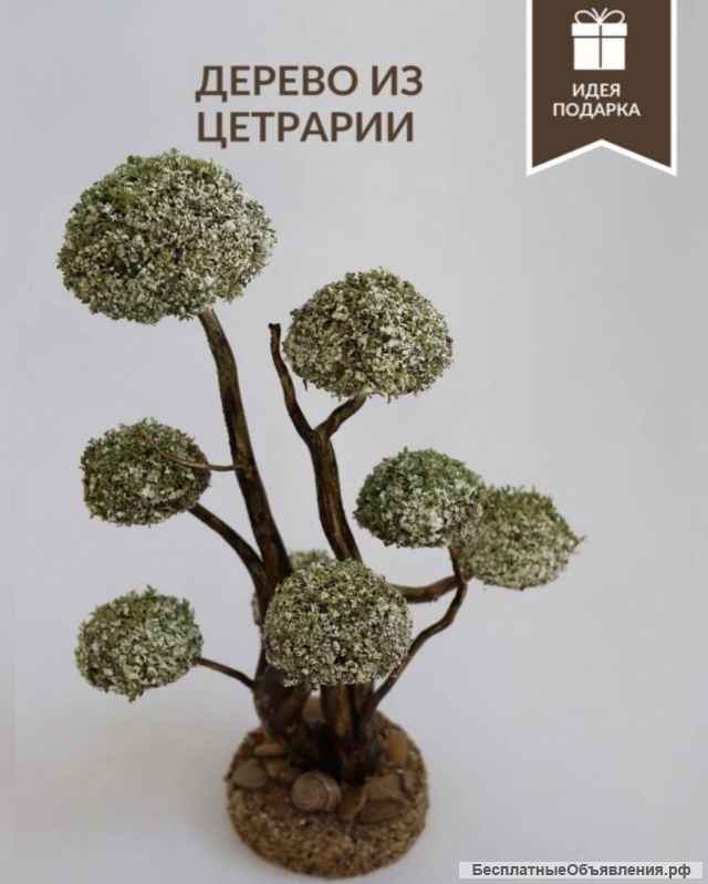 Дерево из цетрарии