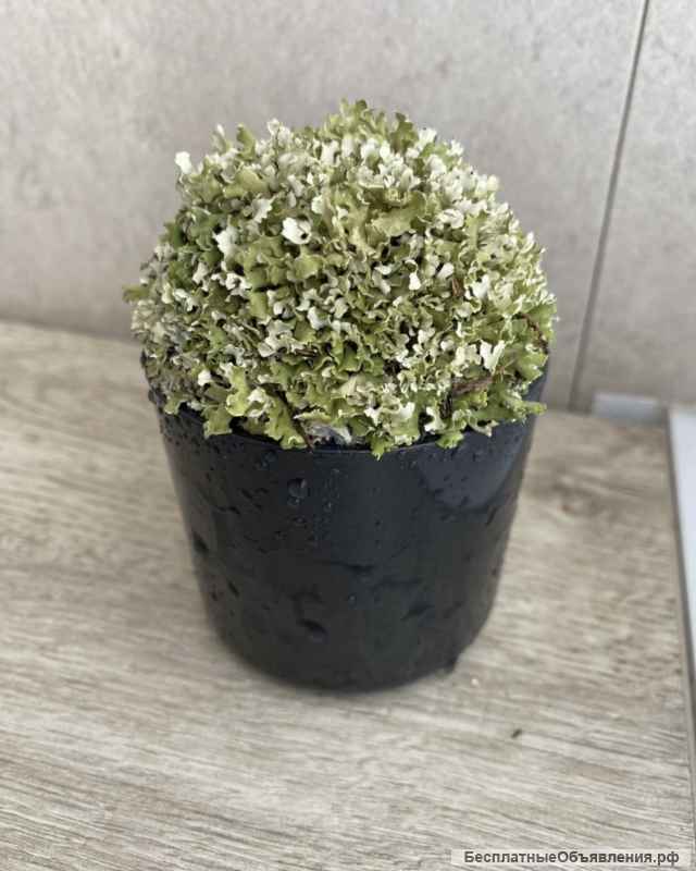 Дерево из цетрарии