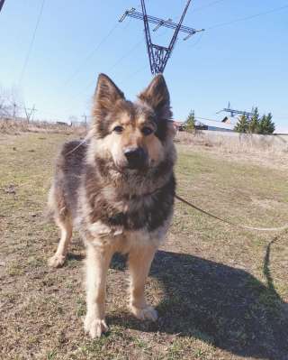 Кому Счастье в дом?