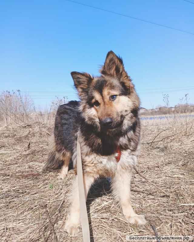 Кому Счастье в дом?