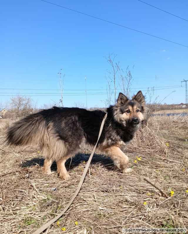 Кому Счастье в дом?