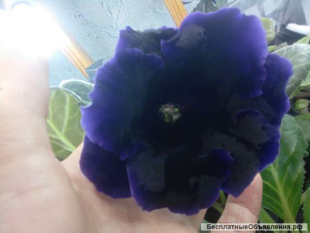 Глоксиния Черный Голливуд
