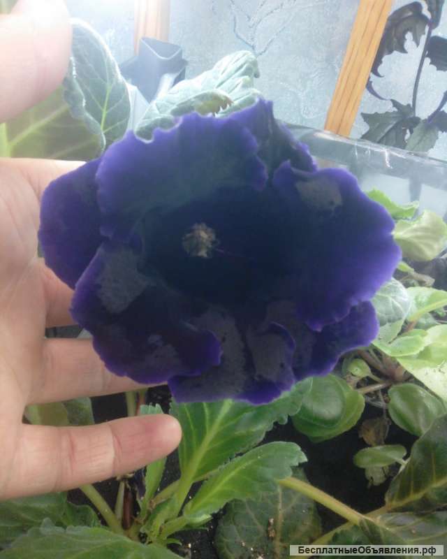 Глоксиния Черный Голливуд