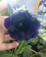 Глоксиния Черный Голливуд