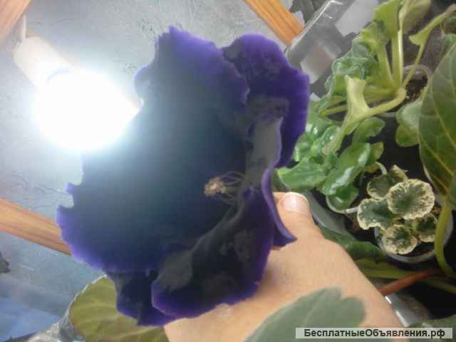 Глоксиния Черный Голливуд