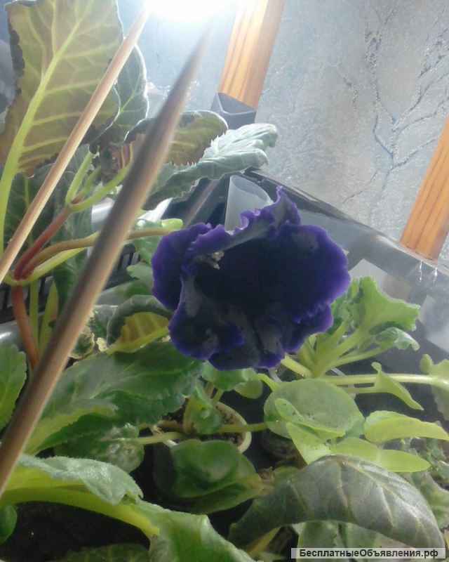 Глоксиния Черный Голливуд