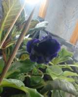 Глоксиния Черный Голливуд