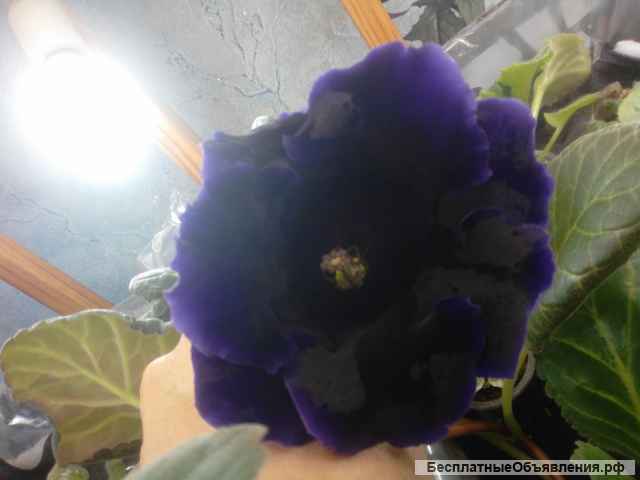 Глоксиния Черный Голливуд