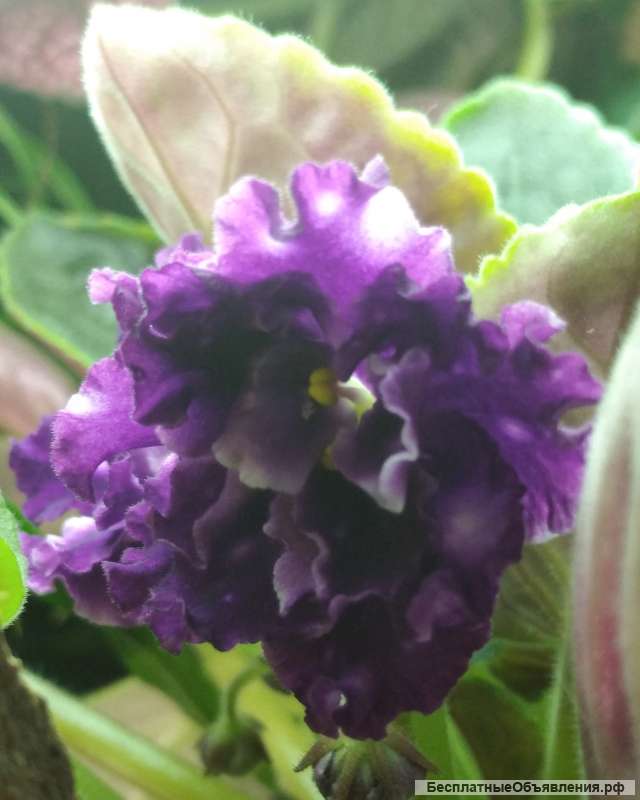 Детки сортовых фиалок