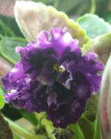 Детки сортовых фиалок