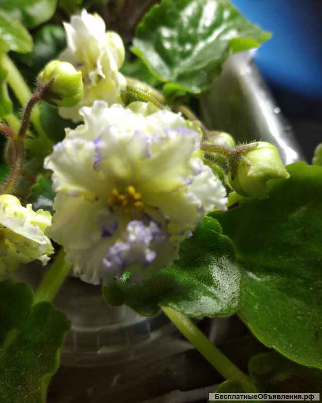 Детки сортовых фиалок