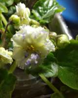 Детки сортовых фиалок