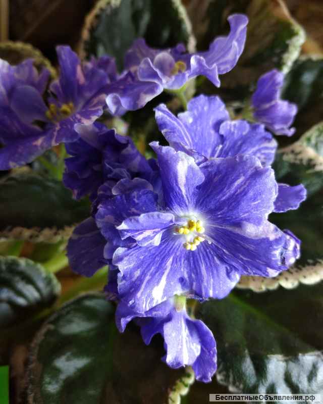 Детки сортовых фиалок