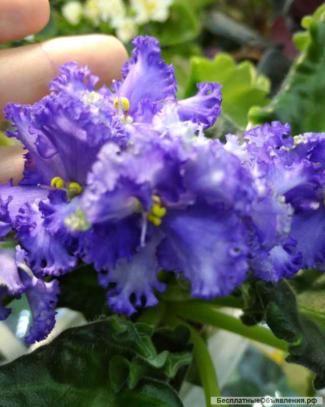 Детки сортовых фиалок