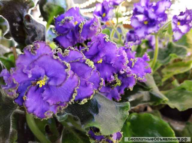 Детки сортовых фиалок