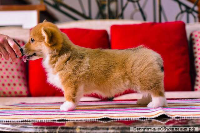 Щенка Вельш-корги Пемброк