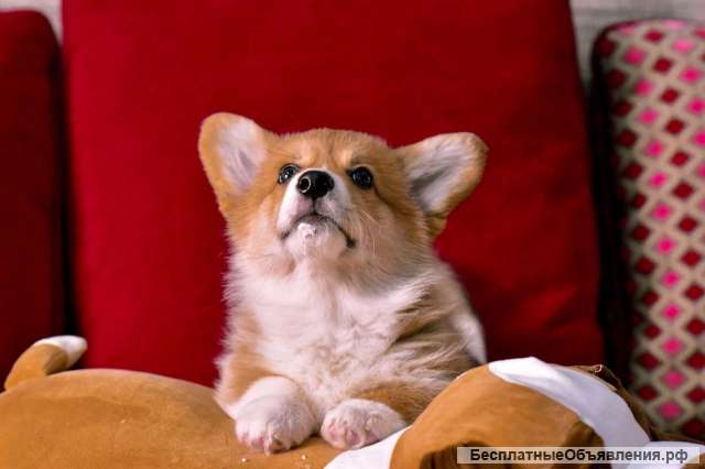 Щенка Вельш-корги Пемброк