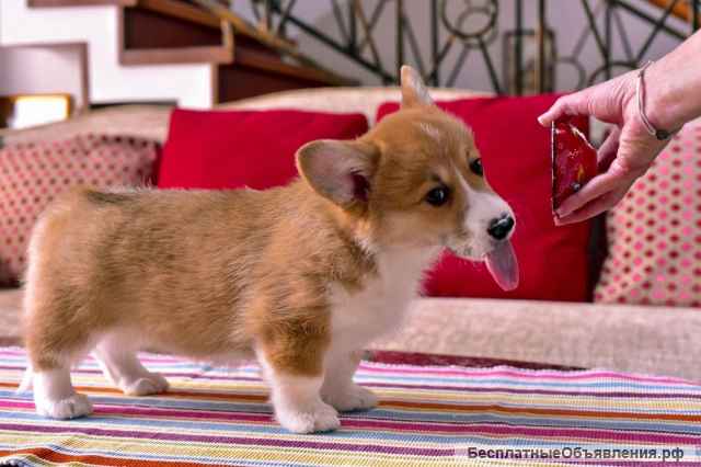 Щенка Вельш-корги Пемброк