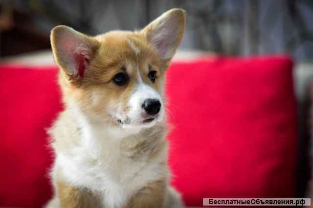 Щенка Вельш-корги Пемброк