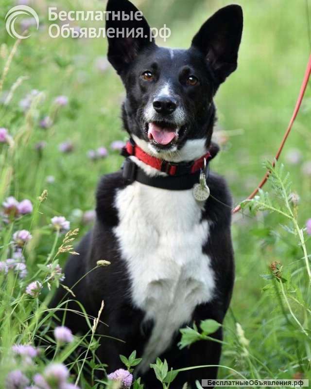 Ласковая, добрая и милая Микки в добрые руки