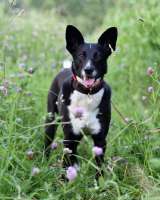 Ласковая, добрая и милая Микки в добрые руки