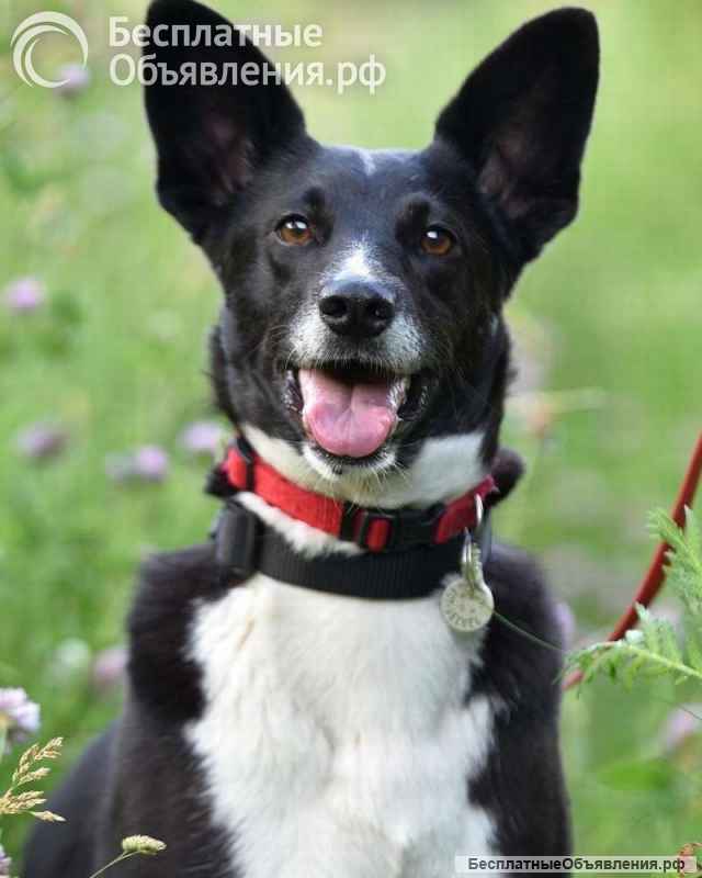 Ласковая, добрая и милая Микки в добрые руки