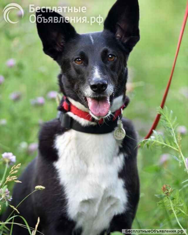 Ласковая, добрая и милая Микки в добрые руки