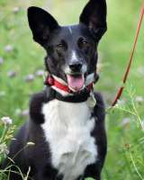 Ласковая, добрая и милая Микки в добрые руки