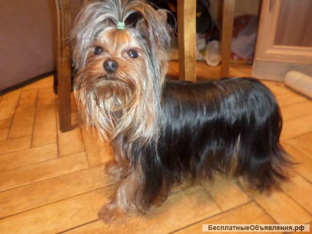 Йоркширский терьер вязка супер-мини, мини и стандарт