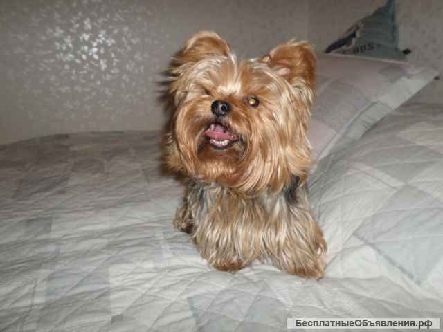 Йоркширский терьер вязка супер-мини, мини и стандарт