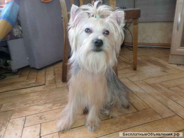 Йоркширский терьер вязка супер-мини, мини и стандарт