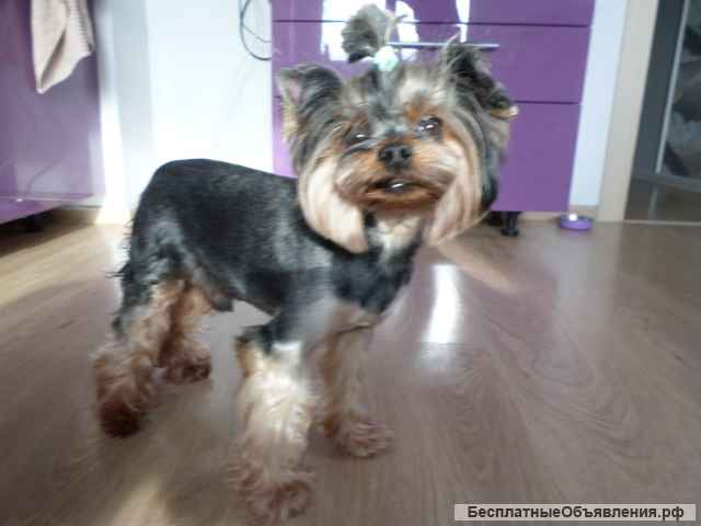 Йоркширский терьер вязка супер-мини, мини и стандарт