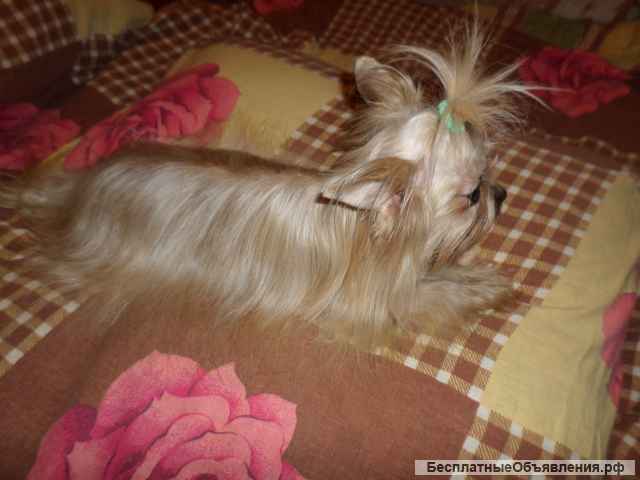 Йоркширский терьер вязка супер-мини, мини и стандарт