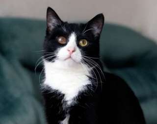 Котик очень ждет хозяина