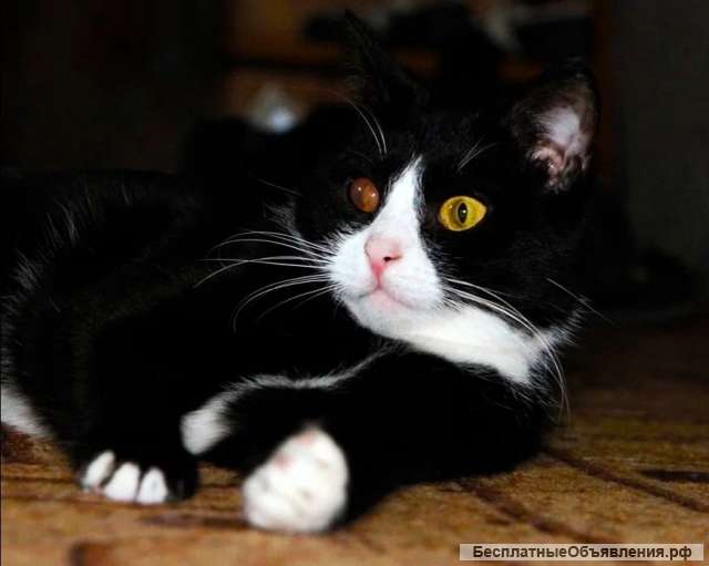 Котик очень ждет хозяина