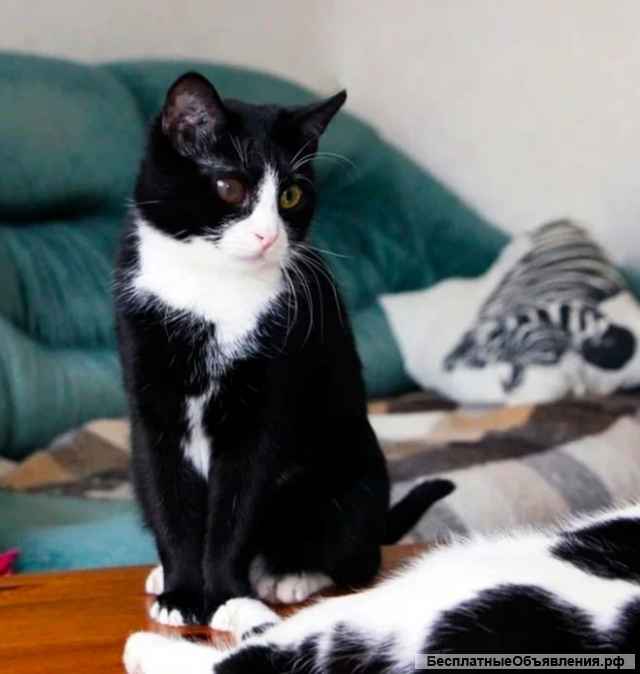 Котик очень ждет хозяина