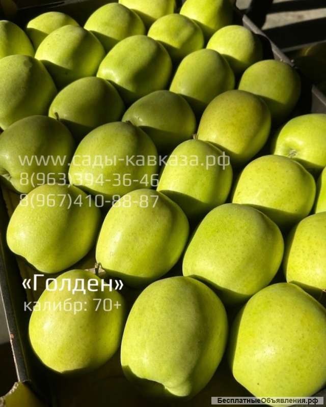 Яблок разных сортов и калибров