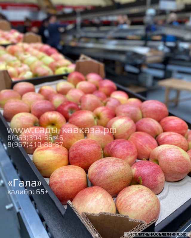 Яблок разных сортов и калибров