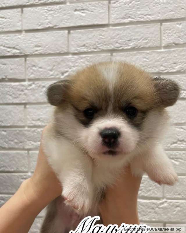 Щенки вельш-корги пемброк