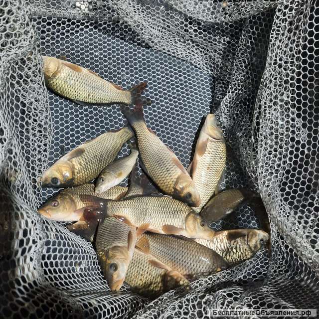 Толстолобик карп сазан