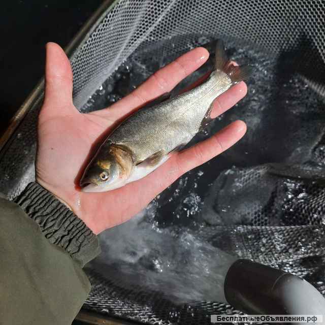 Толстолобик карп сазан