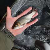 Толстолобик карп сазан