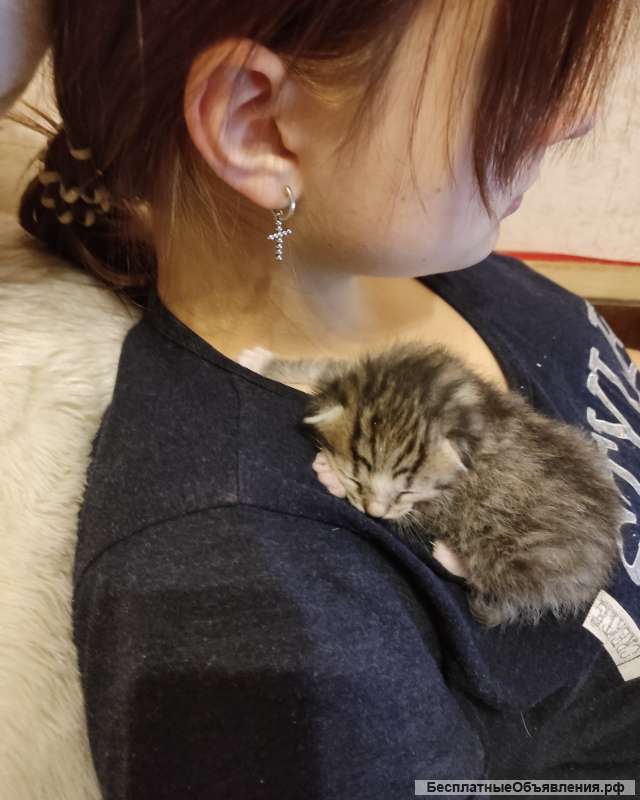 Отдам котят в добрые руки
