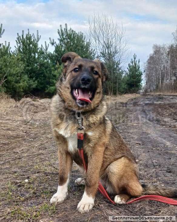 Замечательная Джина (4 месяца) в добрые руки