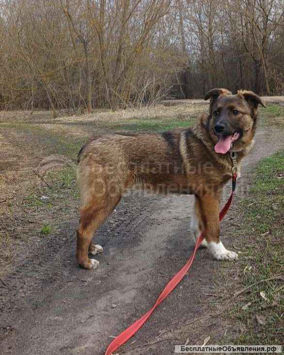 Замечательная Джина (4 месяца) в добрые руки
