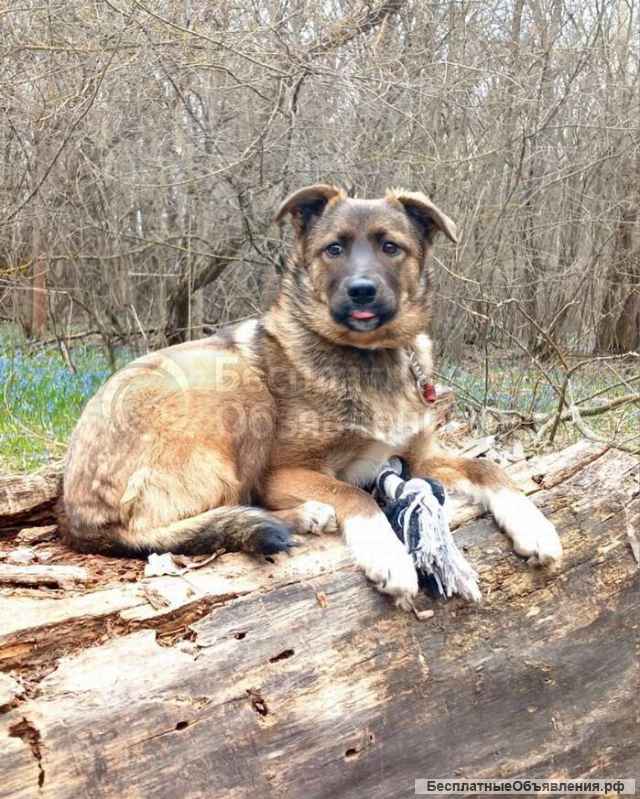 Замечательная Джина (4 месяца) в добрые руки